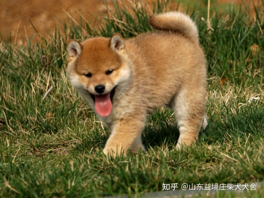 赤峰犬舍在哪?-第1張圖片