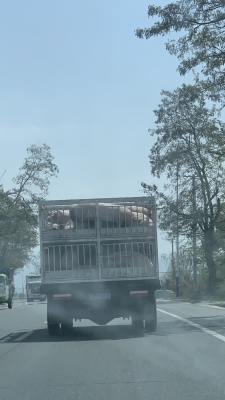 赤峰周邊豬屠宰場(chǎng)電話號(hào)碼-第1張圖片