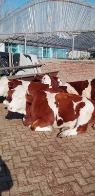 赤峰母牛養(yǎng)殖場(chǎng)地址電話號(hào)碼-第1張圖片