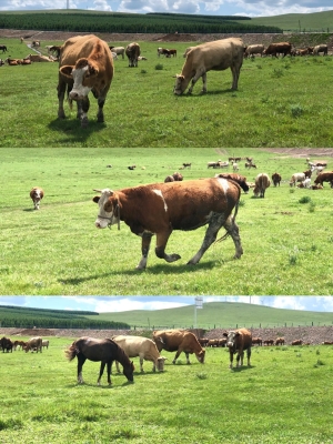 赤峰牧場(chǎng)-第1張圖片