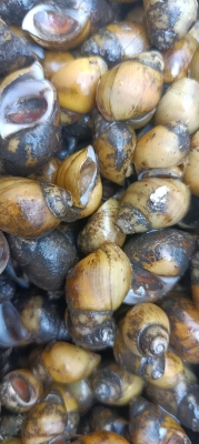 赤峰螺螄批發(fā)電話多少號-第1張圖片