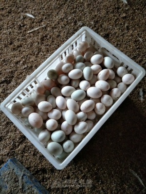 赤峰銅錢橋榨菜批發(fā)電話號(hào)碼-第1張圖片