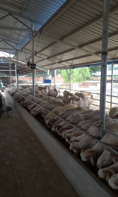 赤峰牛蛙養(yǎng)殖場(chǎng)電話地址查詢-第1張圖片