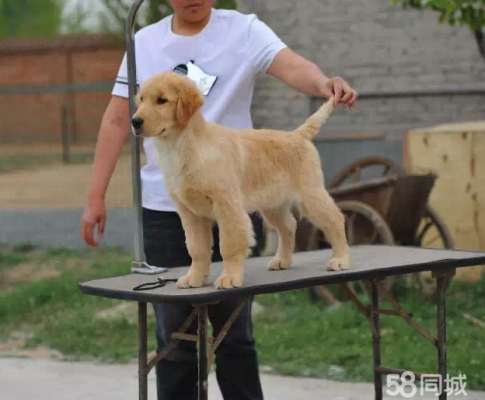 赤峰小狗驅(qū)蟲公司電話多少號(hào)-第1張圖片