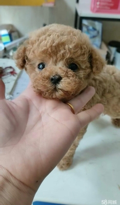 赤峰周邊狗狗領(lǐng)養(yǎng)地址電話號(hào)碼-第1張圖片