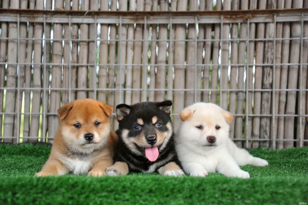 愛尚寵物會所赤峰分店電話號碼-第1張圖片