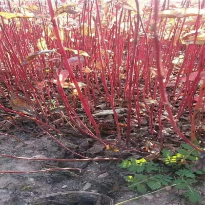 內(nèi)蒙赤峰栽樹苗基地電話號(hào)碼-第1張圖片