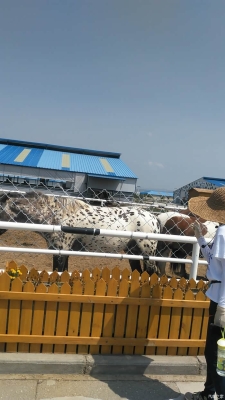 內(nèi)蒙古赤峰奶牛出售電話號碼-第1張圖片