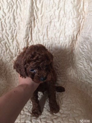 赤峰灰泰迪出售信息電話號碼-第1張圖片