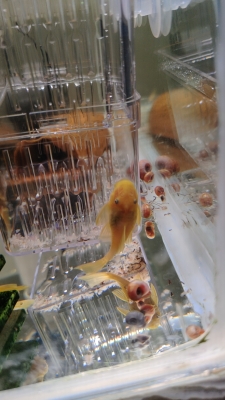 赤峰賣金魚的電話號碼是多少-第1張圖片