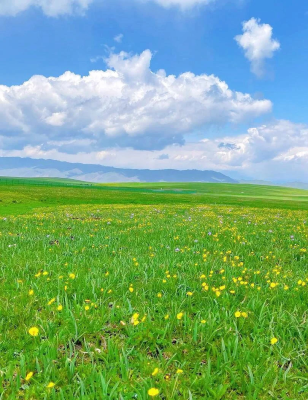 赤峰薇然花店電話號碼查詢-第1張圖片