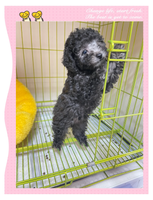 赤峰灰泰迪領(lǐng)養(yǎng)中心電話號(hào)碼-第1張圖片