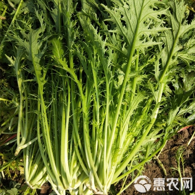 赤峰雪菜批發(fā)電話地址查詢-第1張圖片