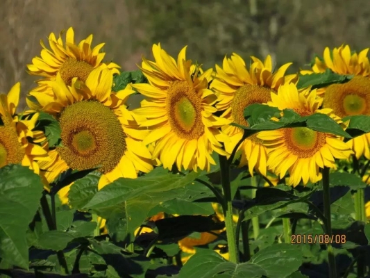 赤峰燈籠河景區(qū)民宿電話號碼-第1張圖片