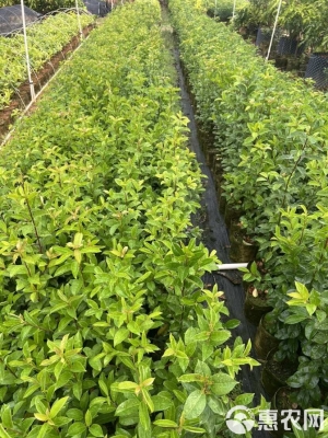 赤峰冬青樹苗批發(fā)電話號碼-第1張圖片