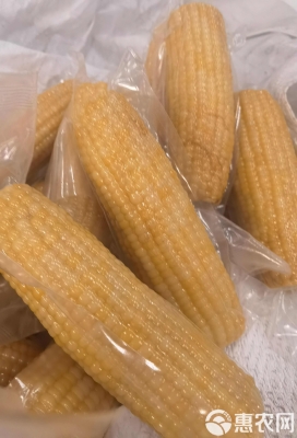 赤峰粘玉米批發(fā)商電話號碼-第1張圖片