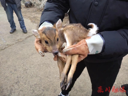 赤峰野生動(dòng)物救助電話號(hào)碼-第1張圖片