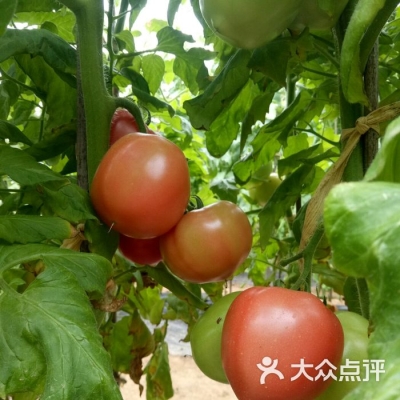 赤峰周邊蔬菜采摘基地電話號(hào)碼-第1張圖片