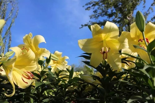 赤峰百合芬芳酒店電話(huà)號(hào)碼-第1張圖片