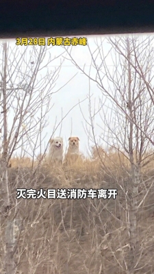 赤峰收狗車上的狗狗電話號(hào)碼-第1張圖片