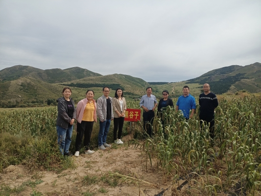 赤峰谷子種植隊地址電話號碼-第1張圖片