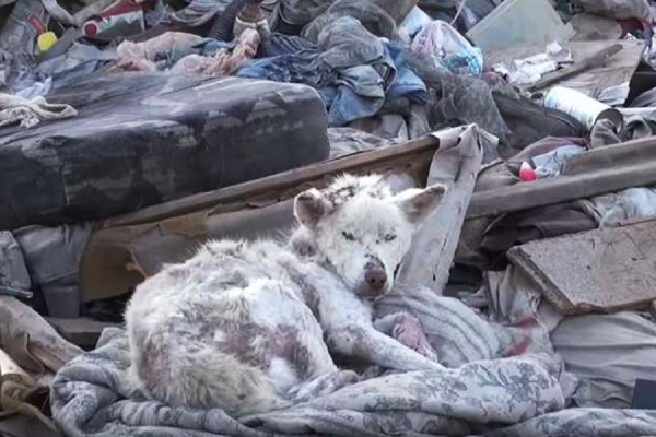 赤峰南山垃圾廠電話多少號-第1張圖片