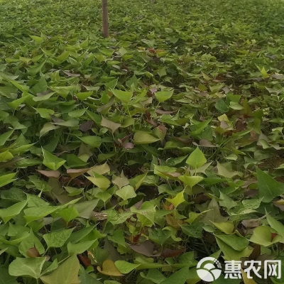 赤峰代理紅薯苗廠家電話號碼-第1張圖片