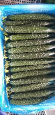 赤峰黃瓜收購(gòu)商電話號(hào)碼查詢-第1張圖片