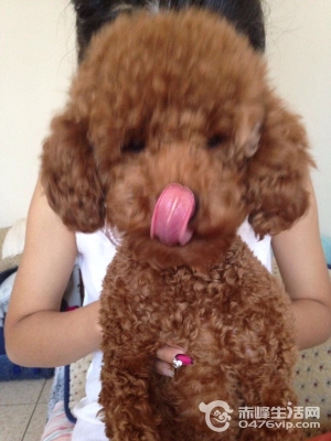 赤峰本地動物救助電話號碼是多少-第1張圖片