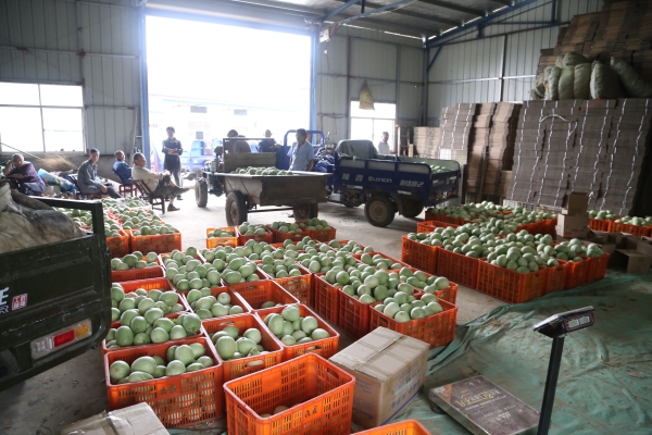 赤峰甜瓜代賣群電話號碼-第1張圖片