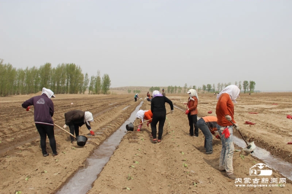 赤峰烤煙合作社地址電話號碼-第1張圖片