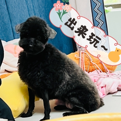 赤峰兔子 寵物店電話地址查詢-第1張圖片