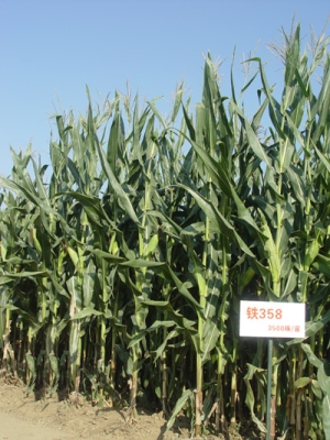 赤峰研磨丸采購(gòu)電話號(hào)碼查詢(xún)-第1張圖片