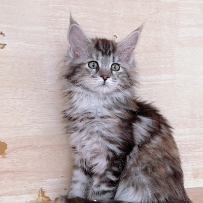 赤峰本地貓咪出售電話號碼是多少-第1張圖片