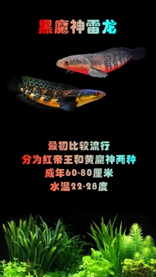 赤峰雷龍魚專賣店電話號碼-第1張圖片