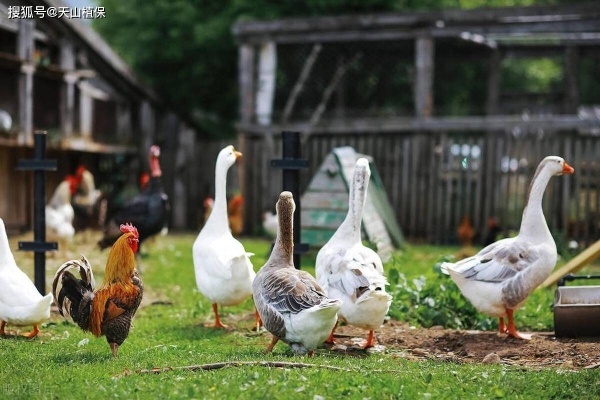 赤峰賣雞鴨鵝的地方電話號碼-第1張圖片