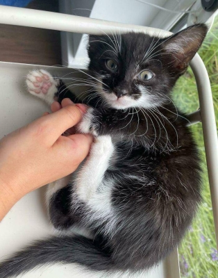 赤峰松山區(qū)領(lǐng)養(yǎng)寵物電話號碼-第1張圖片