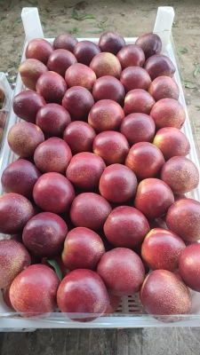 赤峰油桃批發(fā)電話(huà)號(hào)碼多少-第1張圖片