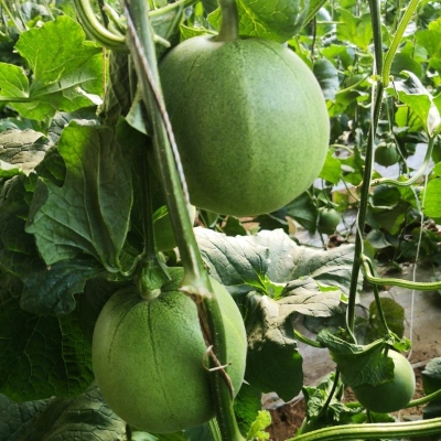 赤峰甜瓜代賣店電話號(hào)碼-第1張圖片