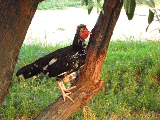 赤峰寵物小雞仔批發(fā)電話號碼-第1張圖片