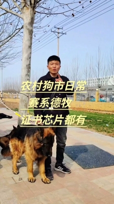 赤峰附近的德牧犬舍電話號碼-第1張圖片