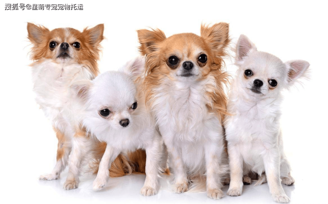 膠州到赤峰的寵物托運電話號碼-第1張圖片