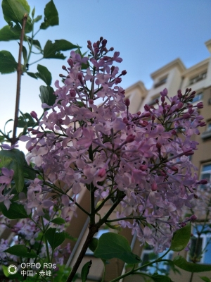 赤峰新星幼兒園電話地址查詢-第1張圖片