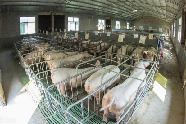 赤峰安盈種豬場電話號碼-第1張圖片