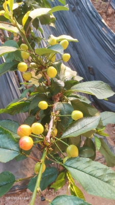 赤峰櫻桃商家電話多少號(hào)-第1張圖片