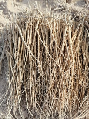 赤峰市黃芪收購商電話號(hào)碼-第1張圖片