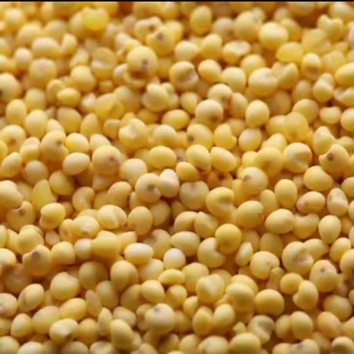 赤峰大黃米批發(fā)廠家電話號(hào)碼-第1張圖片