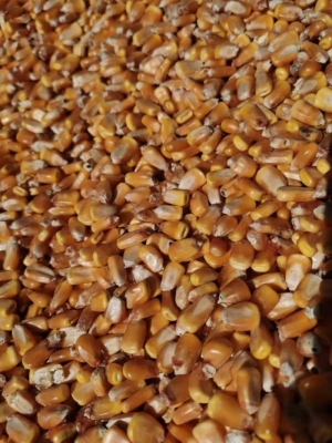 赤峰市收購上門玉米電話號碼-第1張圖片