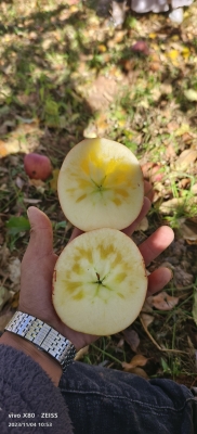 赤峰恒洲蘋果-第1張圖片