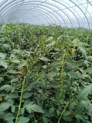 赤峰摘柿子酒店電話號(hào)碼查詢-第1張圖片